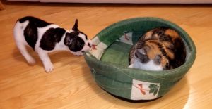Quand un Chien essaye de récupérer son Coussin...